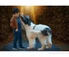 Fotograf evenimente - nunta sau botez, sedinte foto - 9