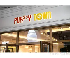 Creare site-uri web / Design - 7