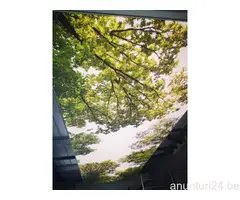 Tavane extensibile - 9