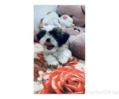 Catel Shih Tzu/Shih tzu hond