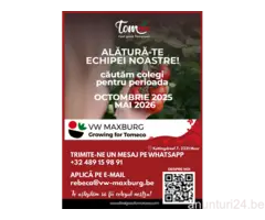 LOC DE MUNCĂ (octombrie 2025 - decembrie 2026) - seră de roșii - Meer, Hoogstraten, Belgia